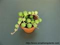 Senecio rowleyanus